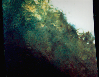 南極のくレター地域、多くのクレーターが霜で覆われている